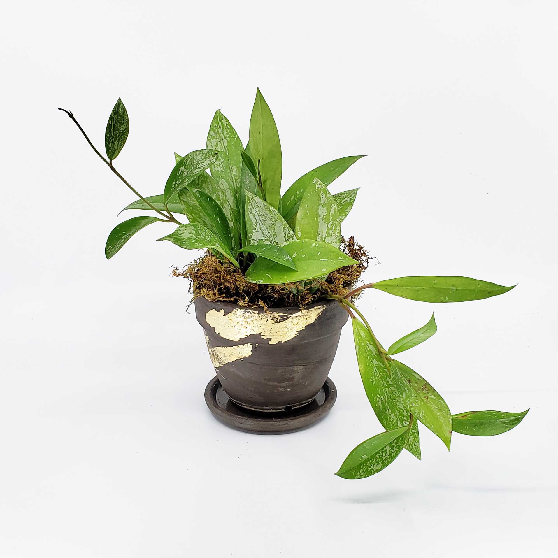 SHIRLEY - HOYA PINK SILVER – Denver Plant Delivery
