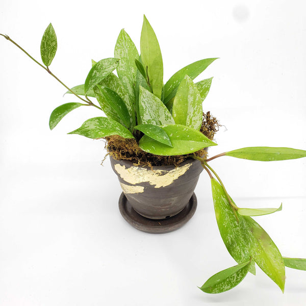 hoya pink silver, hoya plants denver