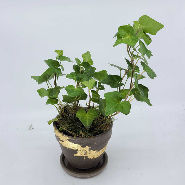 english ivy plant denver