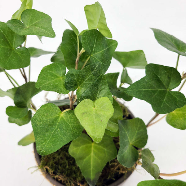 english ivy plant denver