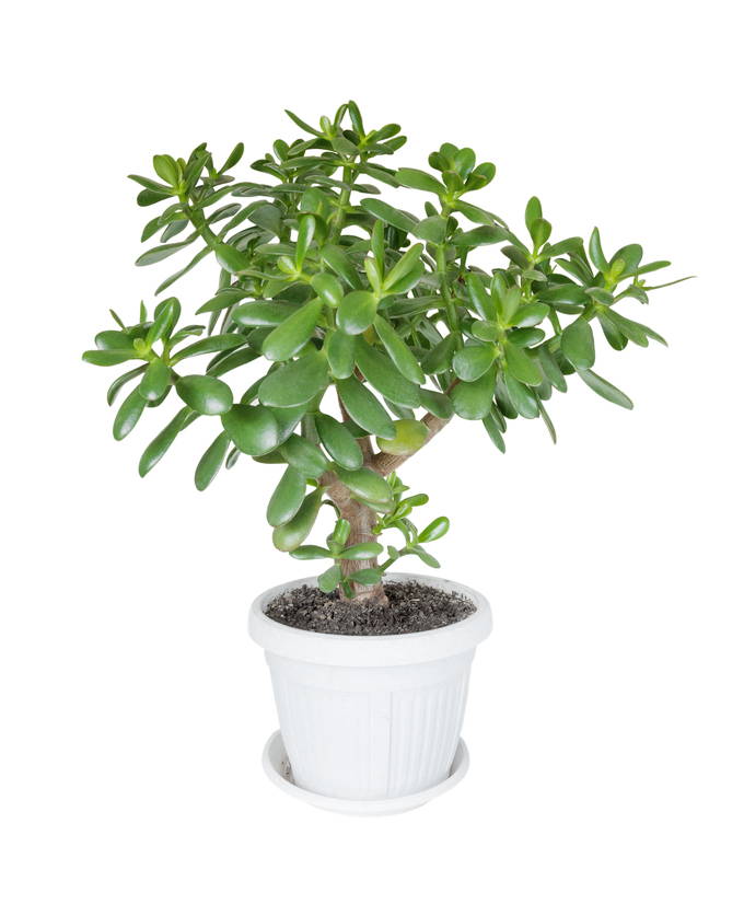 jd succulent JUDE