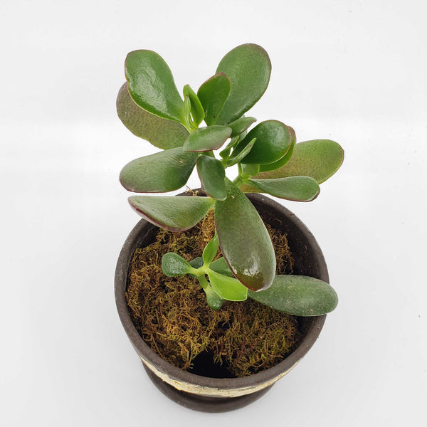 QUARTERLY STORK - ADD A PLANT EVERY QUARTER