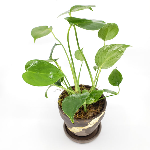 ELEANOR - MONSTERA DELICIOSA