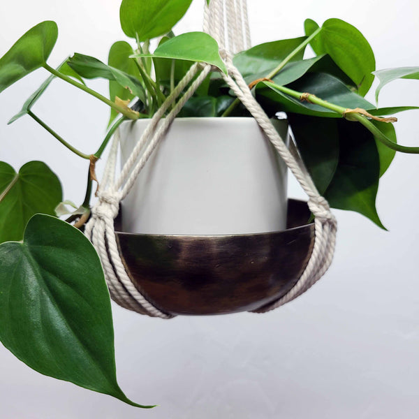 AVERY  PHILODENDRON HEARTLEAF