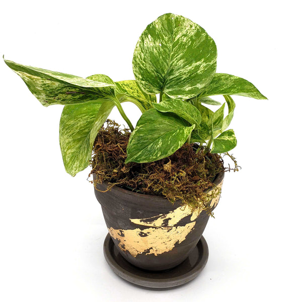 SLICK - POTHOS MARBLE QUEEN