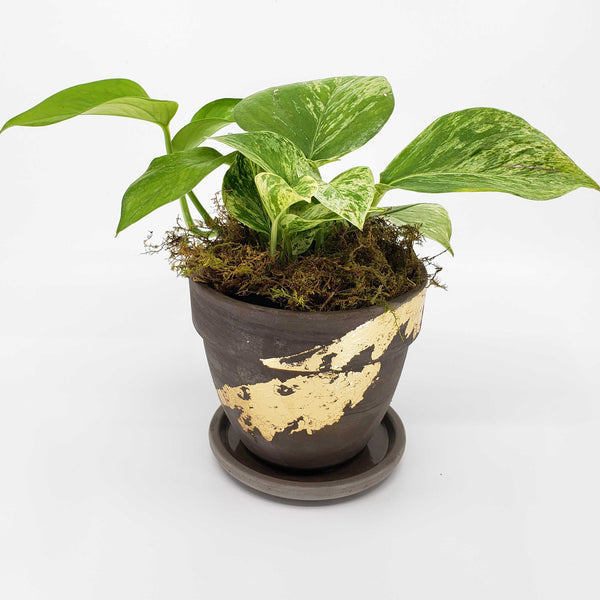 SLICK - POTHOS MARBLE QUEEN