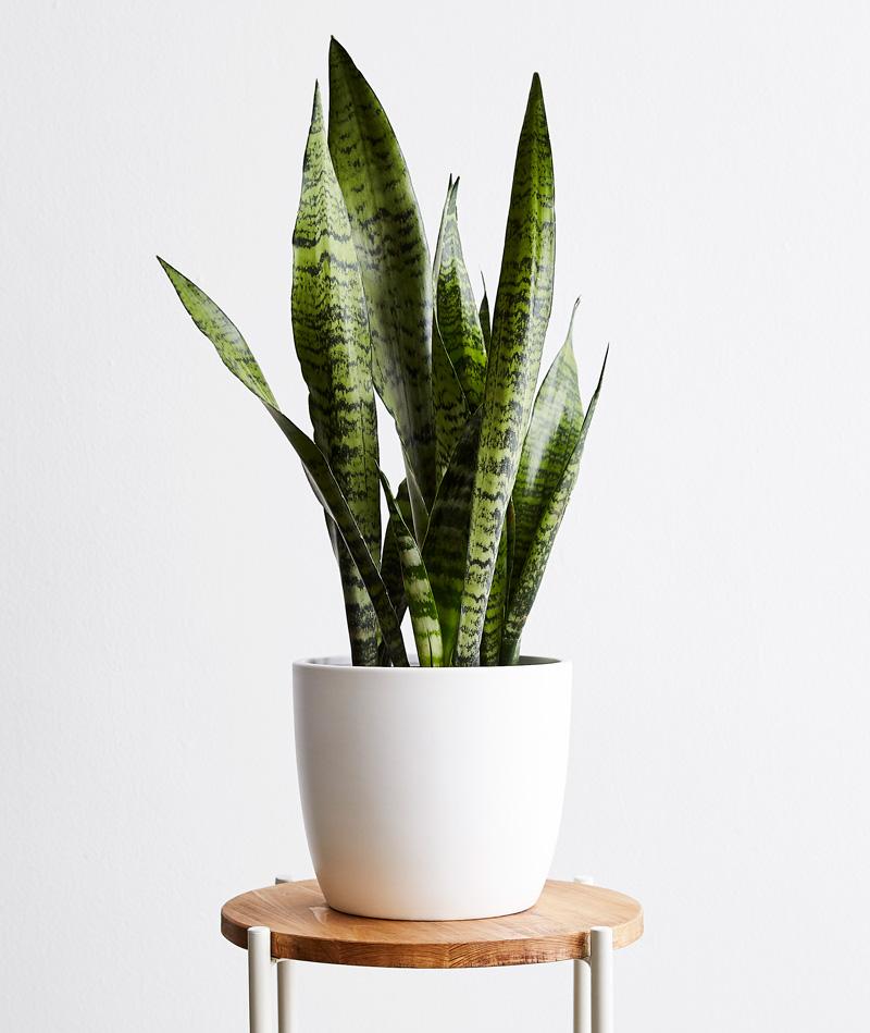 snake plant denver SIRIUS - SANSEVIERIA
