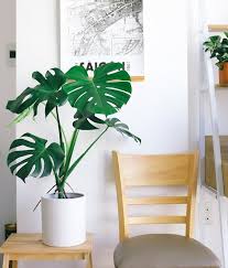 monstera plant denver ELEANOR