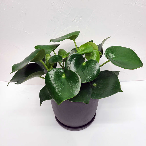ARCHIE - PEPEROMIA POLYBOTRYA 6"