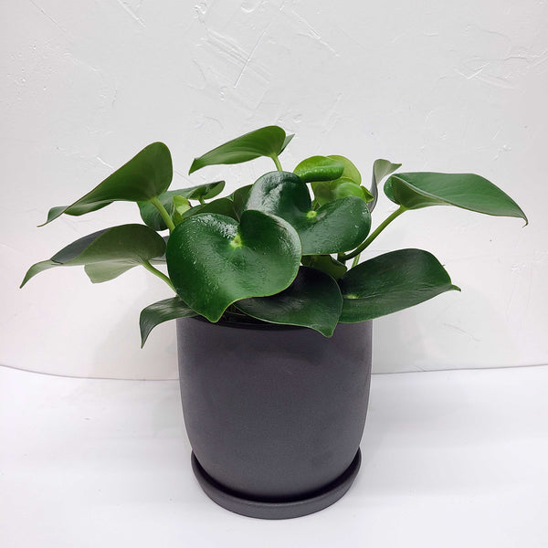 ARCHIE - PEPEROMIA POLYBOTRYA 6"