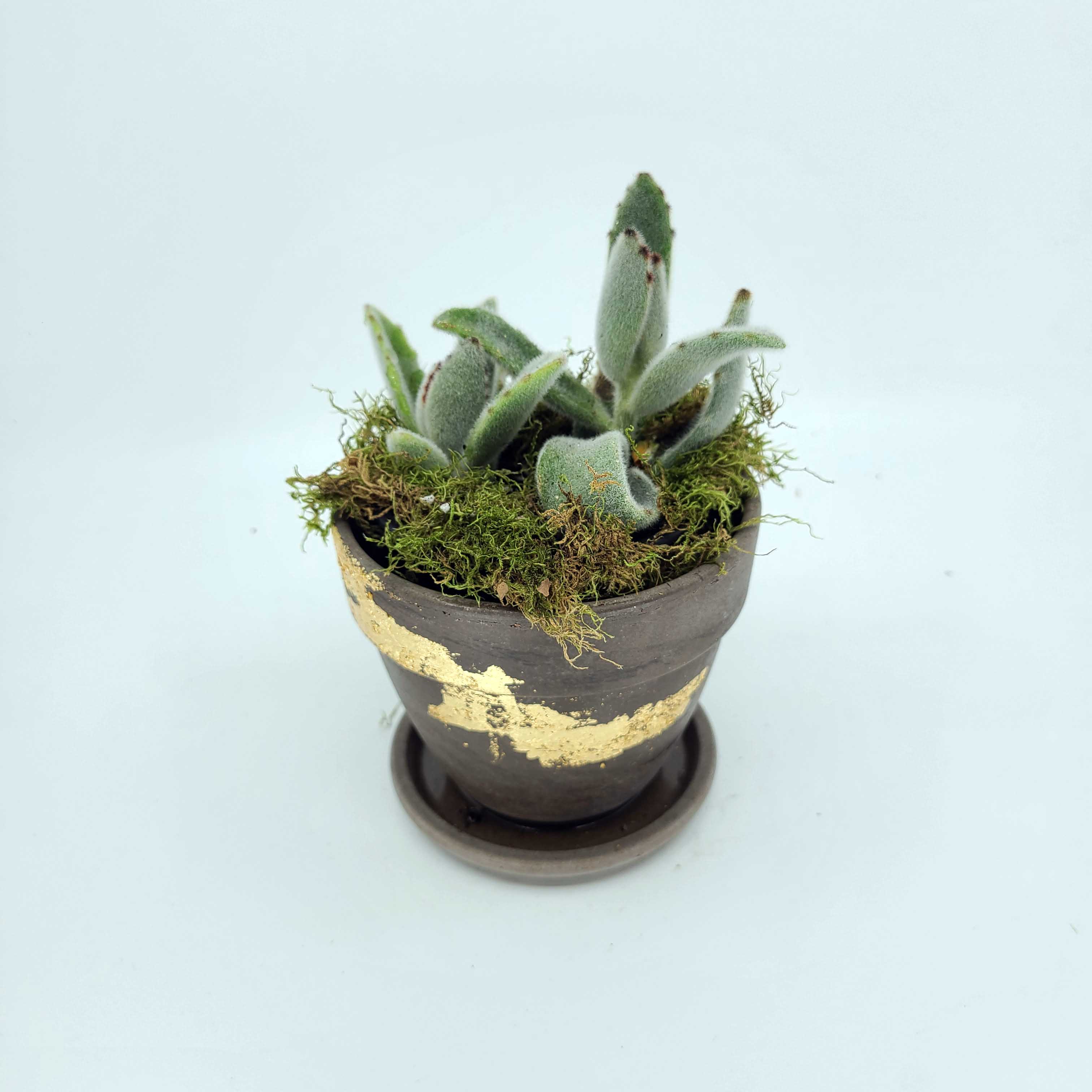 BANDIT - THE PANDA FUZZY SUCCULENT
