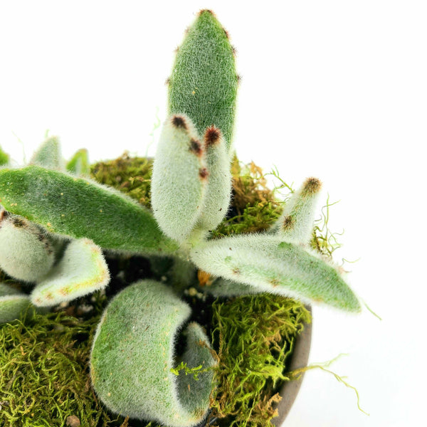 PANDA SUCCULENT KALANCHOE TOMENTOSA