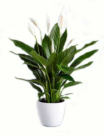 peace lily, denver plant delivery, funeral plant delivery