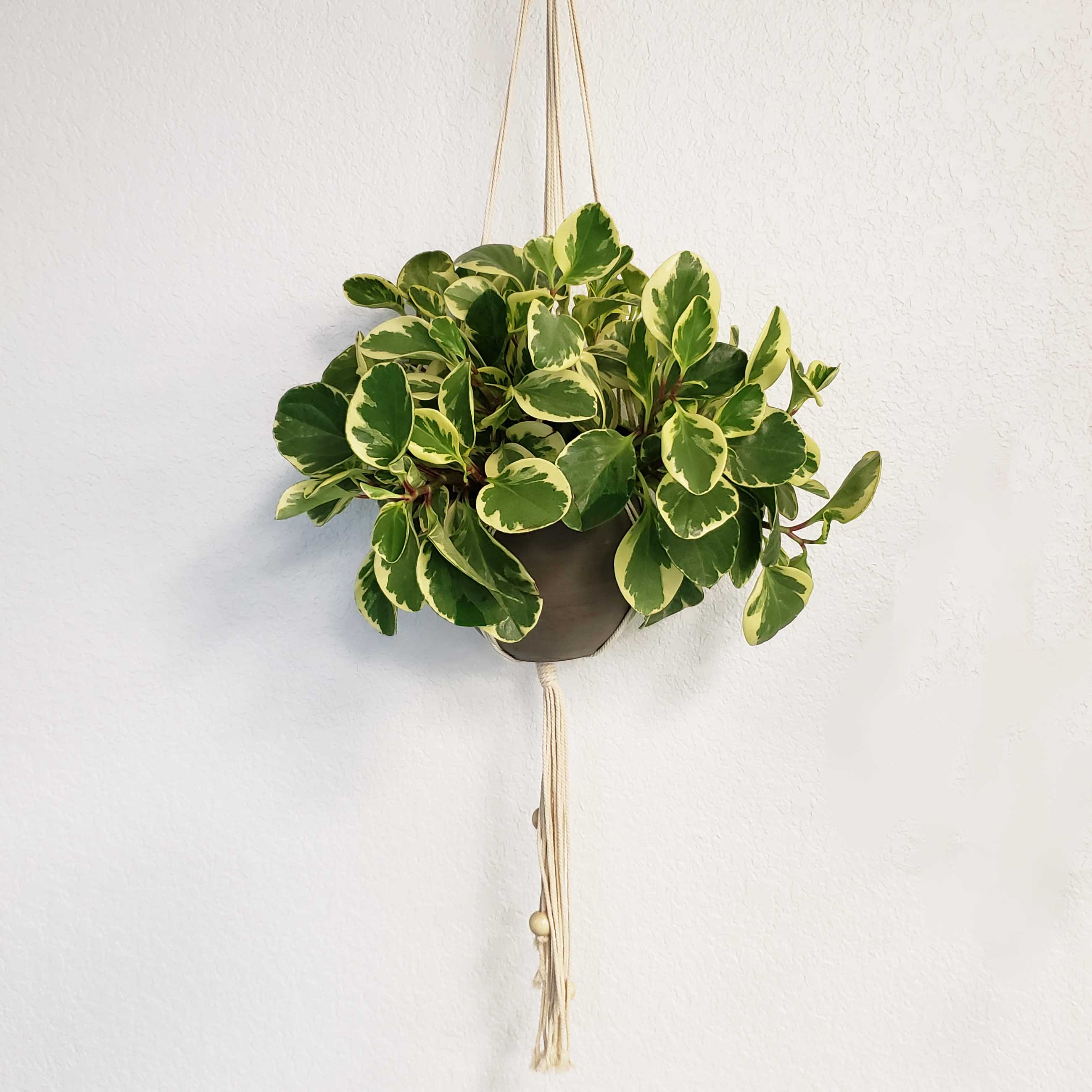 pothos n'joy hanging BARB