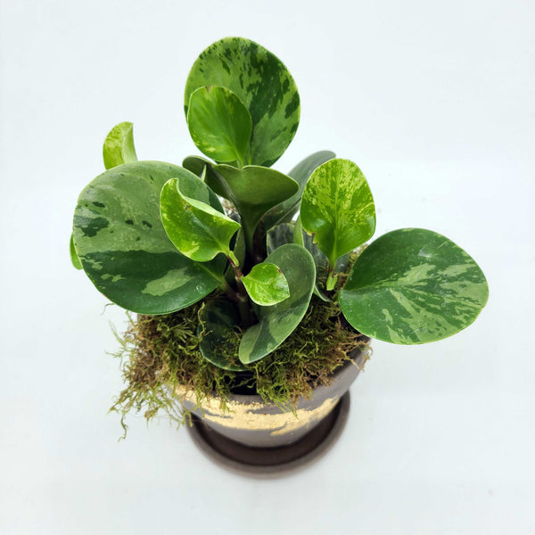 pepperomia obtusifoila, variegated pepperomia plant