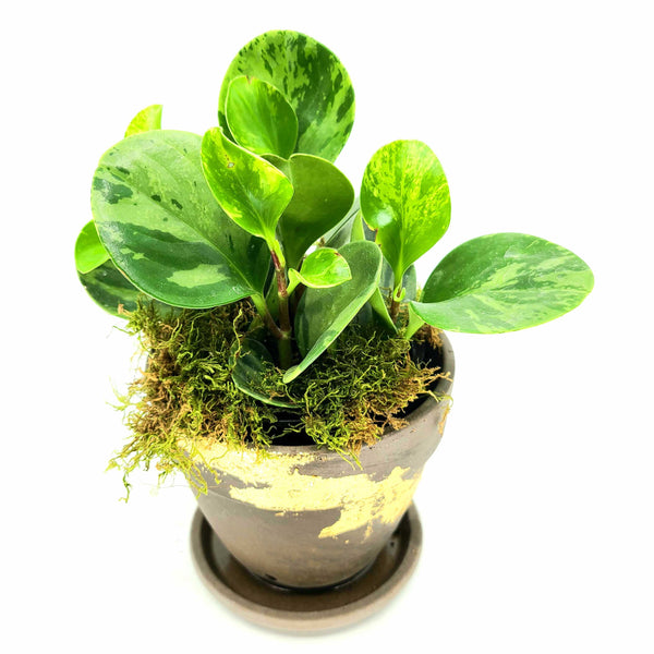 pepperomia obtusifoila, variegated pepperomia plant