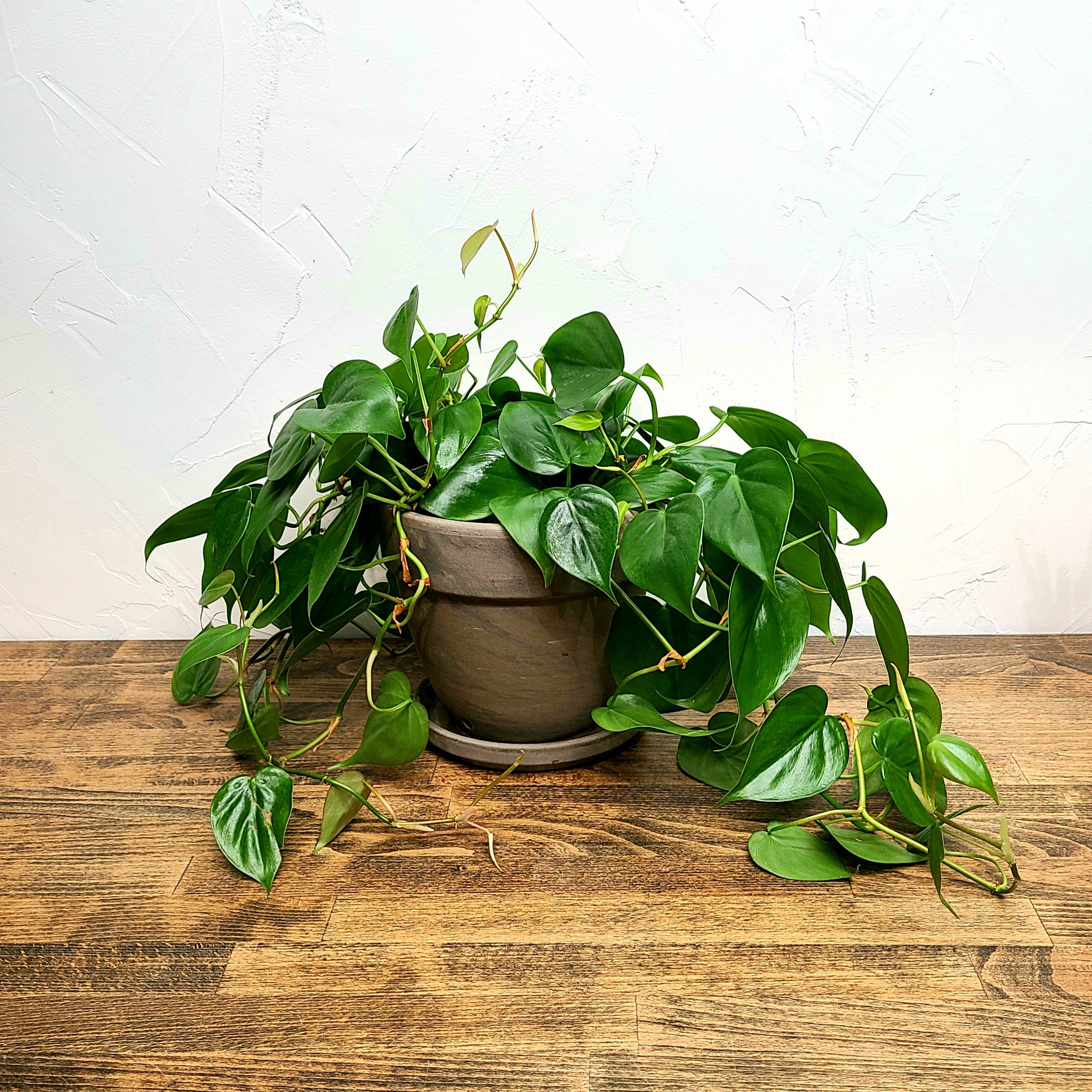philodendron delivery AVERY PHILODENDRON HEARTLEAF – Denver Plant Delivery