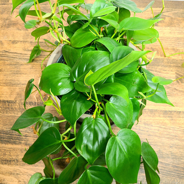 philodendron delivery denver, best plants for new plant owners