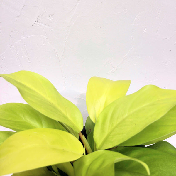 philodendron lemon lime