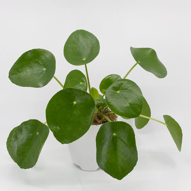 pope's money plant PAPI - PILEA