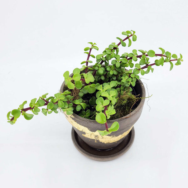 fun kid friendly plant, pet friendly plant delivery denver