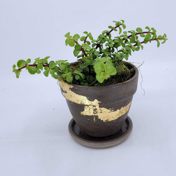 fun kid friendly plant, pet friendly plant delivery denver