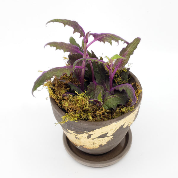 purple passion plant