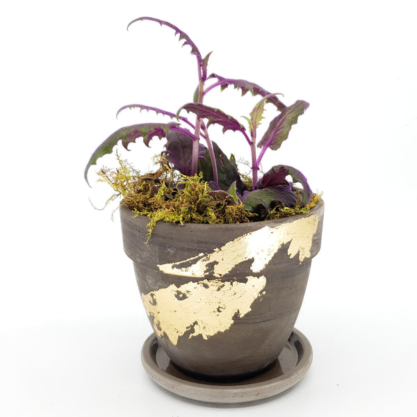 purple passion plant