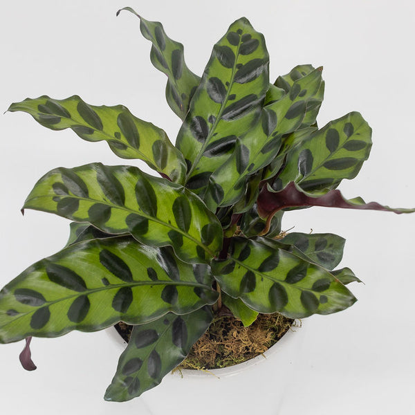 MIA - CALATHEA RATTLESNAKE