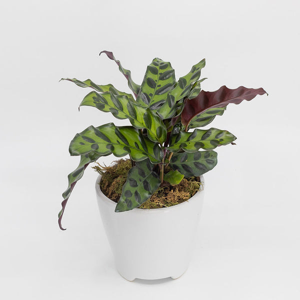 MIA - CALATHEA RATTLESNAKE