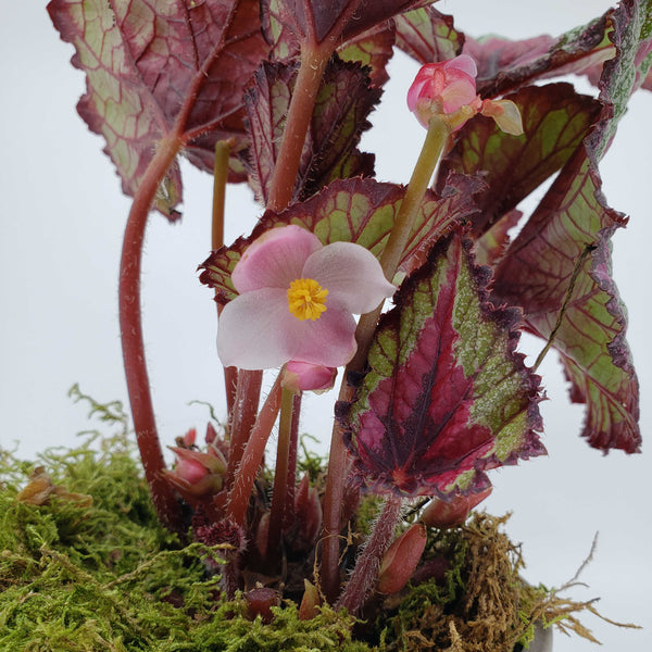 rex begonia, blooming plant delivery