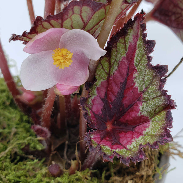 blooming plant deliveyr denver, rex begonia flower