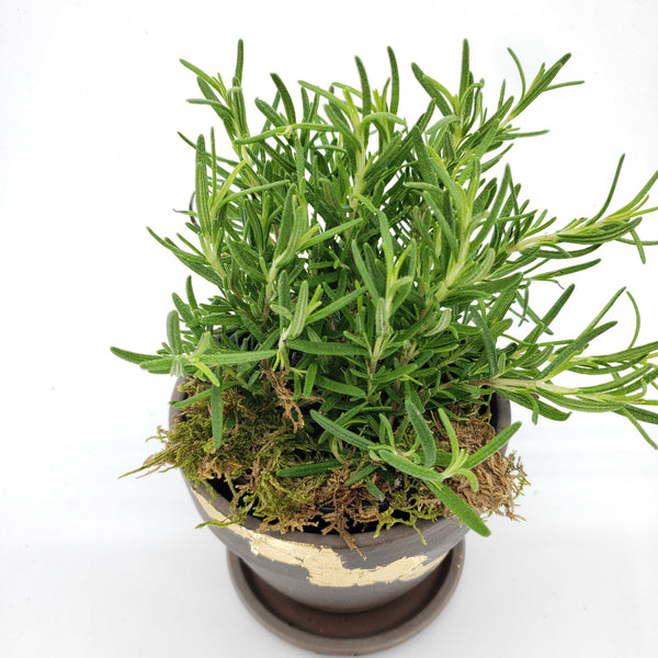 delivery herb denver