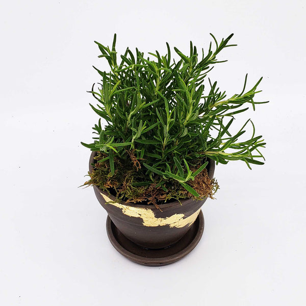 HERB - ROSEMARY, BASIL, LAVENDER, THYME