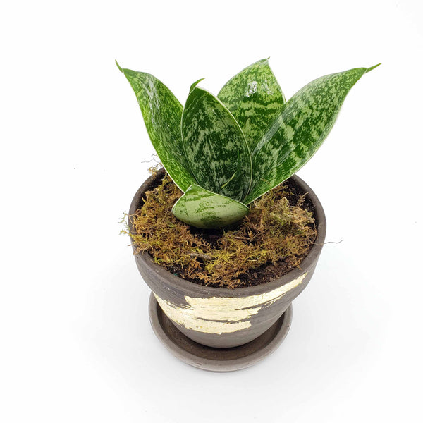 sansevaria plant delivery denver, mother in law tongue, snake plant