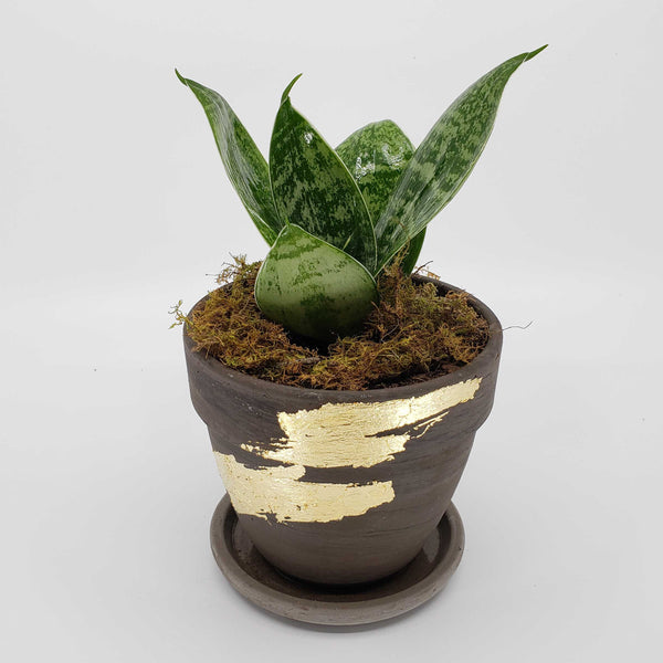 sansevaria plant delivery denver, mother in law tongue, snake plant