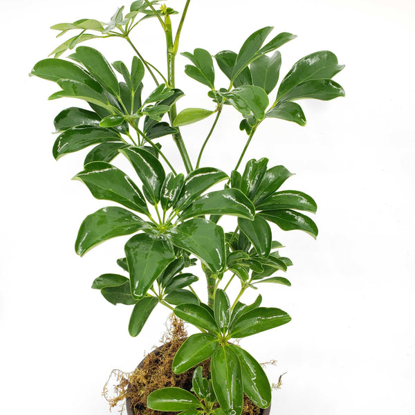 scheffelera chinese money tree