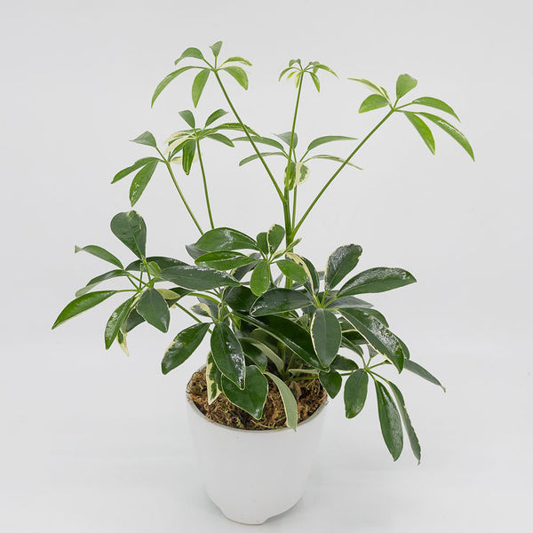 STEFAN - SCHEFFLERA ARBORICOLA - UMBRELLA TREE