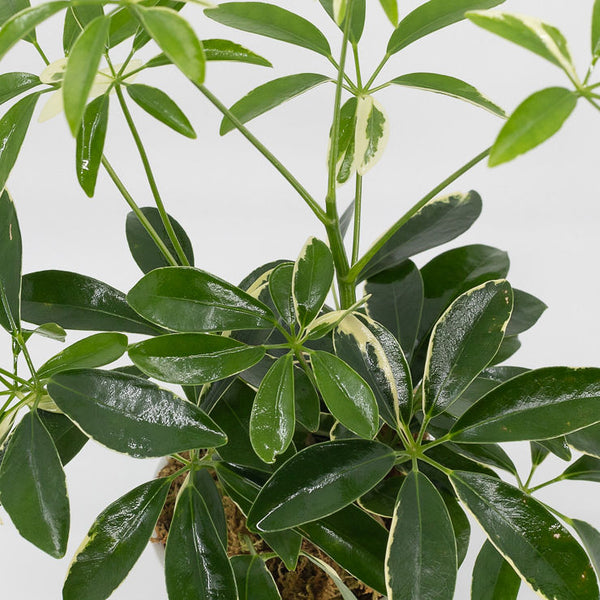 STEFAN - SCHEFFLERA ARBORICOLA - UMBRELLA TREE