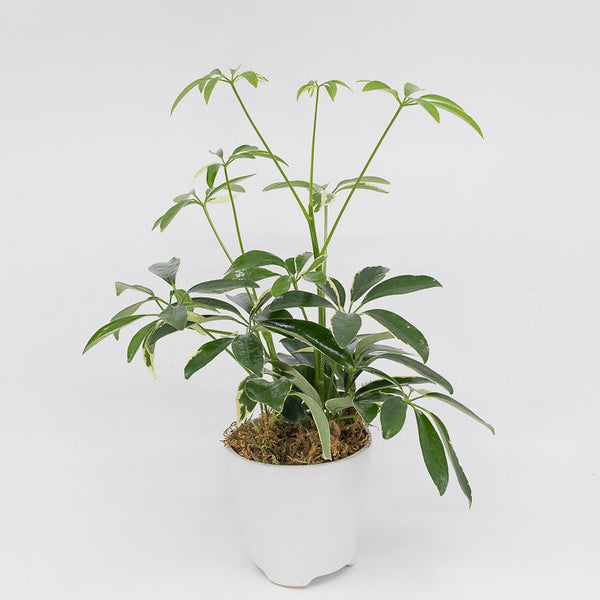 STEFAN - SCHEFFLERA ARBORICOLA - UMBRELLA TREE