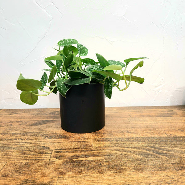 silver satin pothos denver plant delivery
