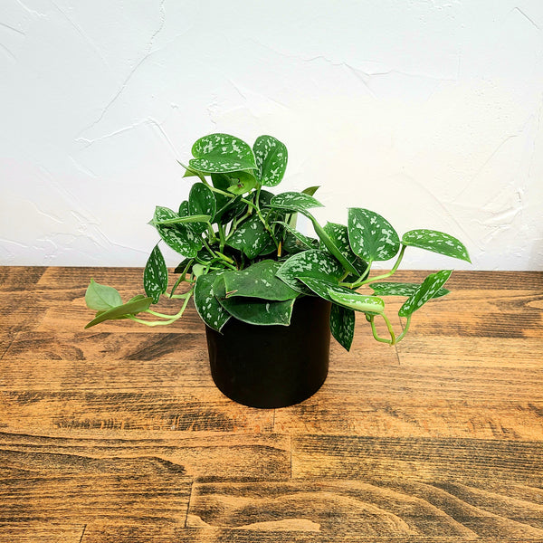silver satin pothos denver plant delivery