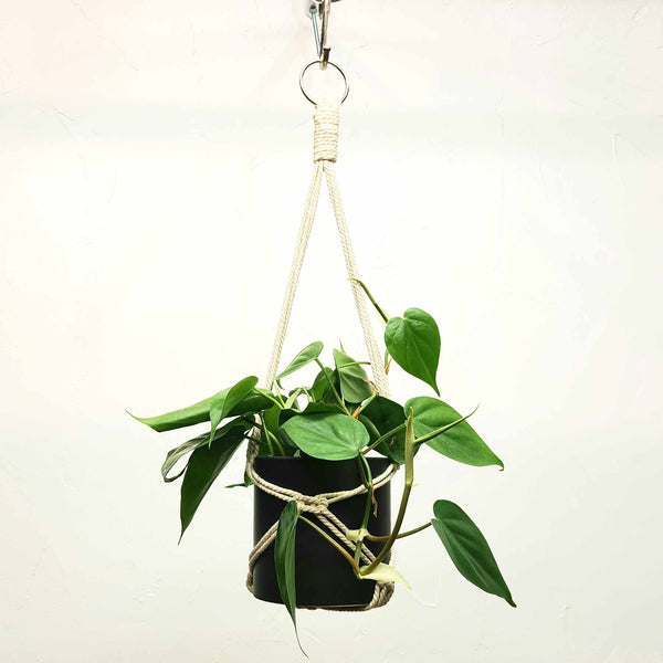 STANLEY - PHILODENDRON CORDATUM BRASIL