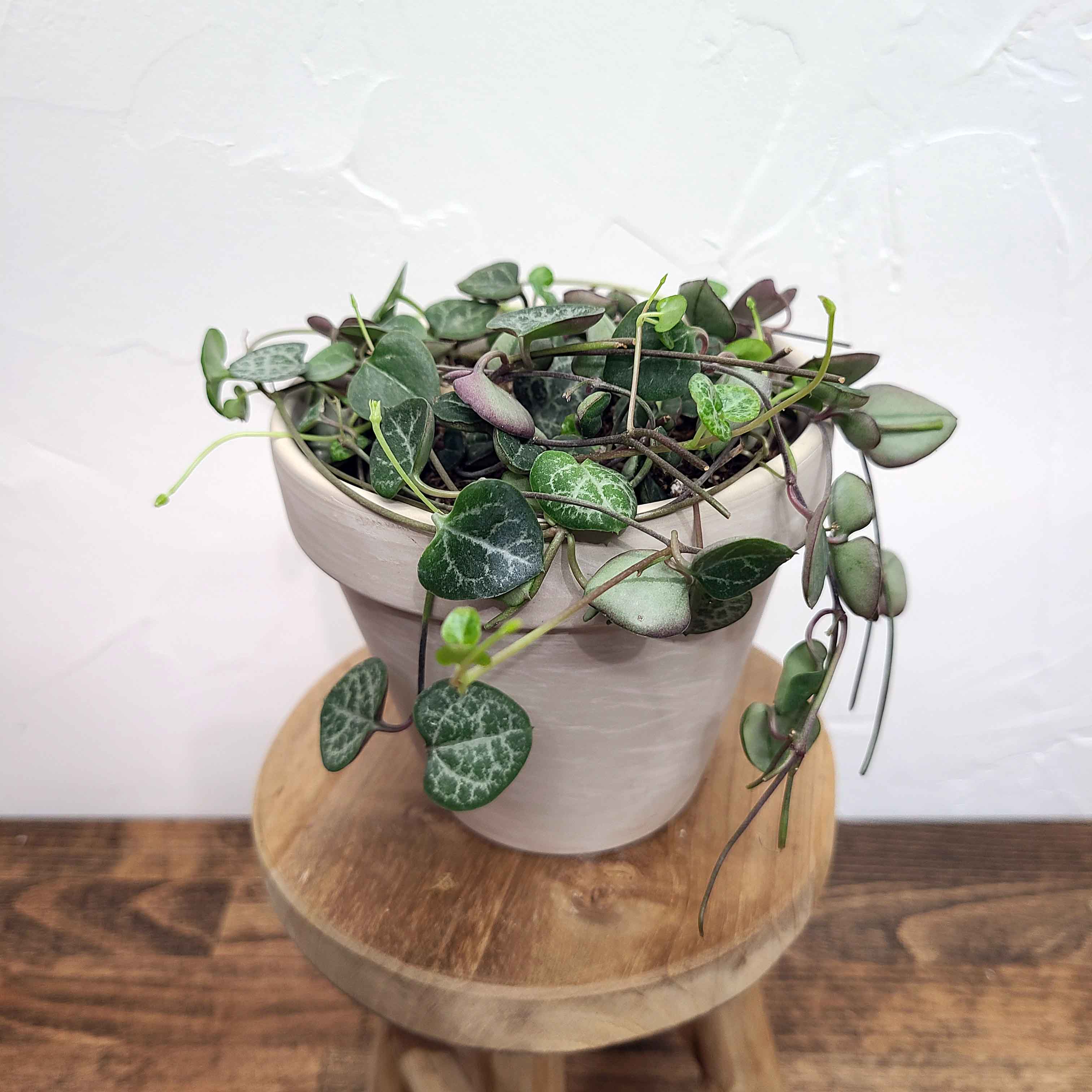 chain of hearts hanging plant CUPID