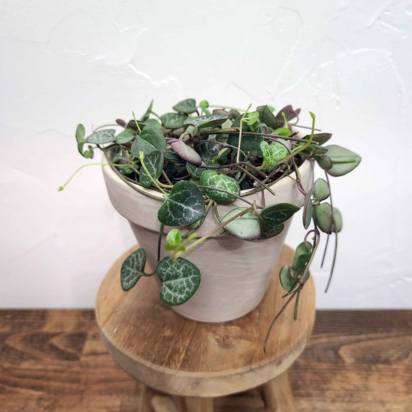 denver srting of hearts