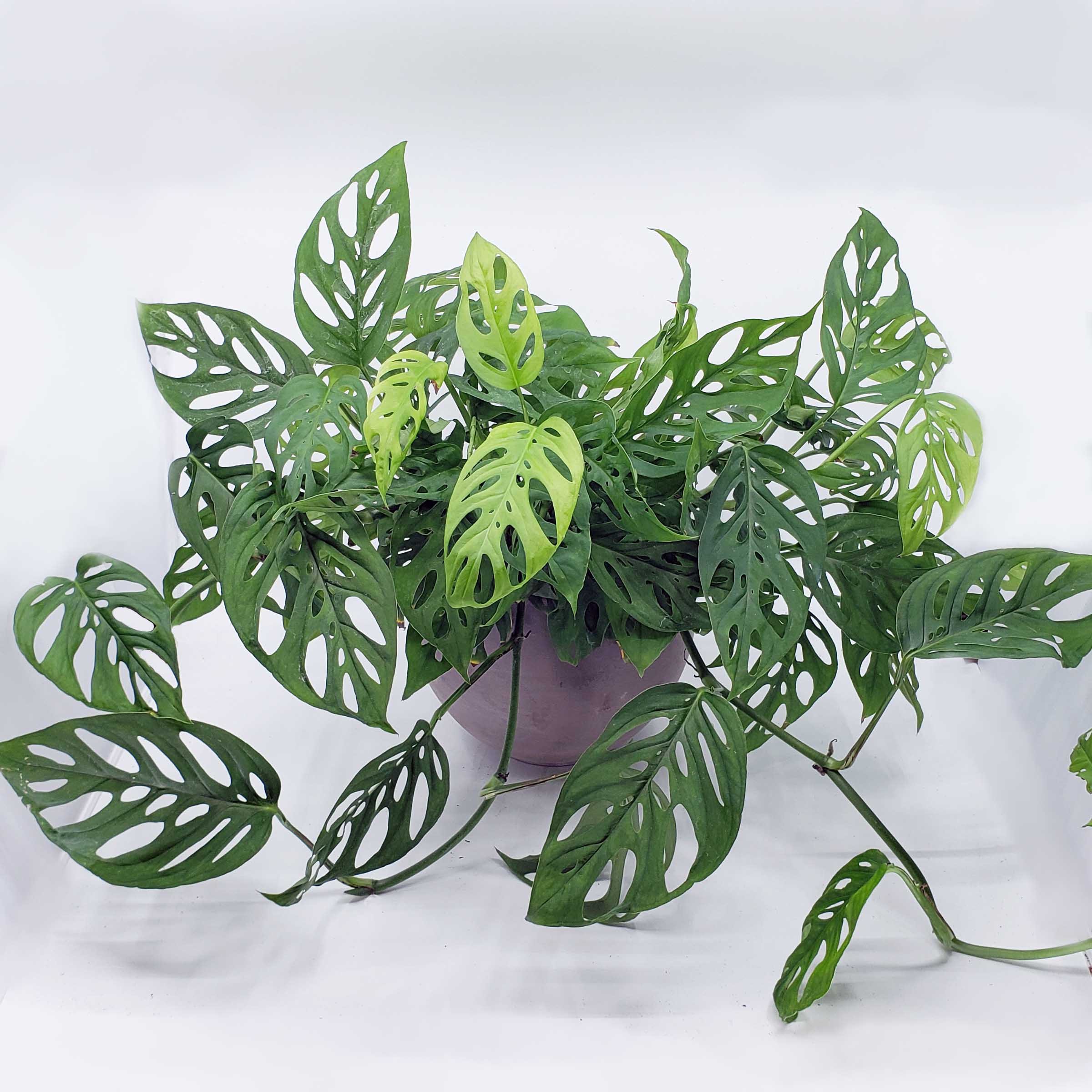 what are the holes in swiss cheese plant called LEVI - MONSTERA ADANSONII