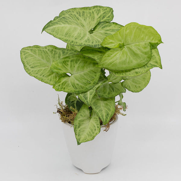 AARON - SYNGONIUM ALLUSION