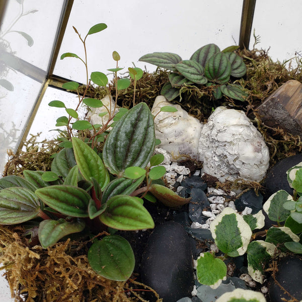 MONDO - GLOBE TERRARIUM