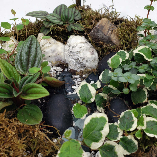 GIOVANNI - GEOMETRIC TERRARIUM