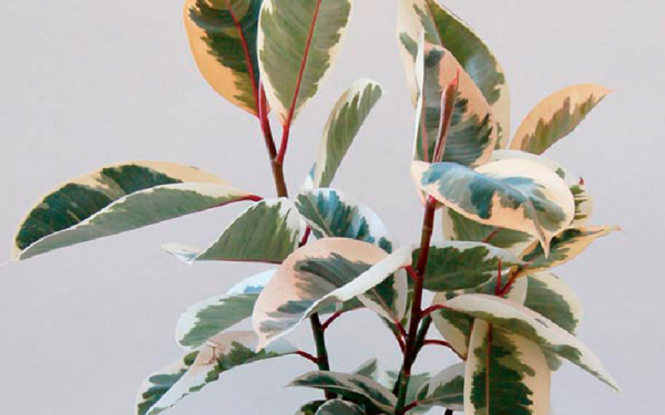 JACKSON - TINEKE RUBBER VARIEGATED FICUS
